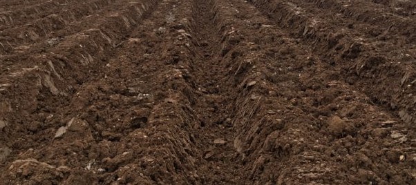 Soil at P.X. Farms
