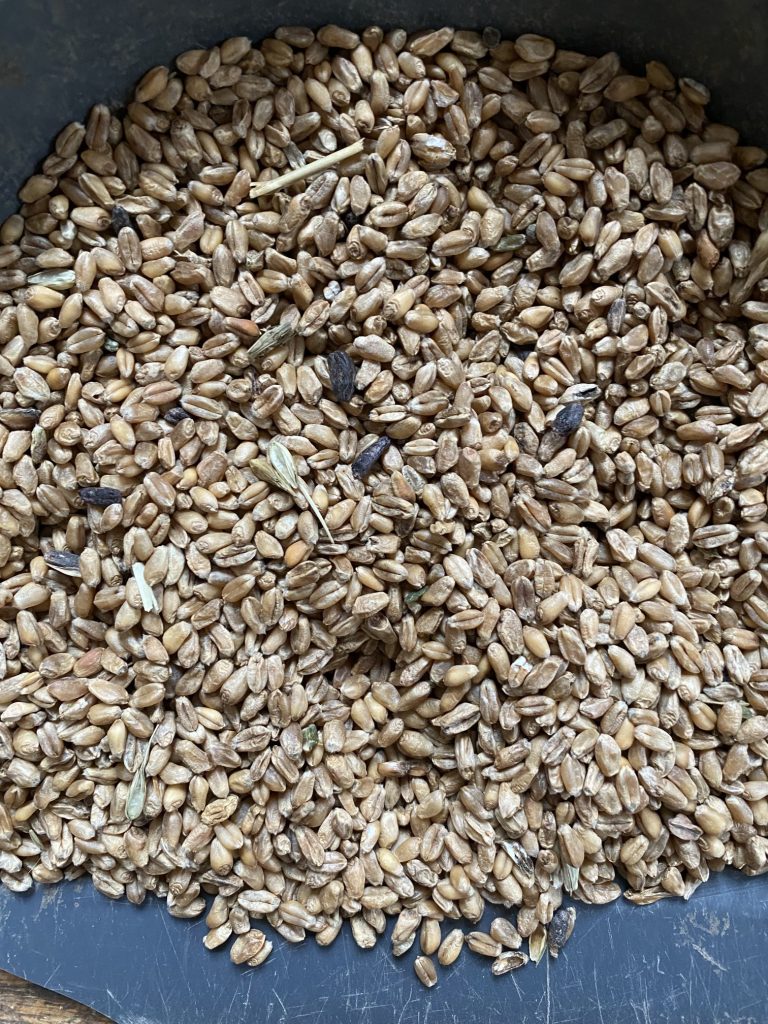 Wheat before cleaning